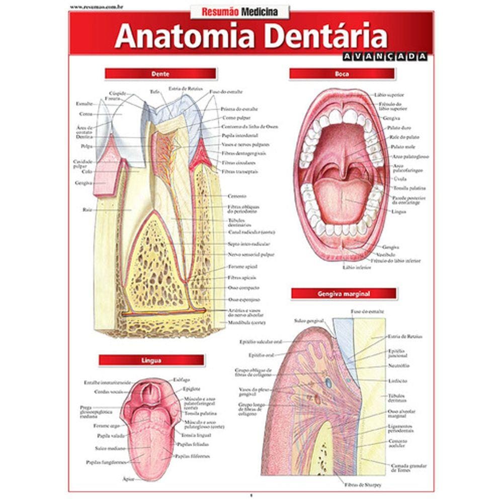 Livro - Anatomia Dentária Avançada