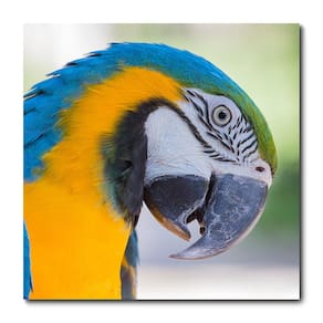 Placa Decorativa - Arara - 1178