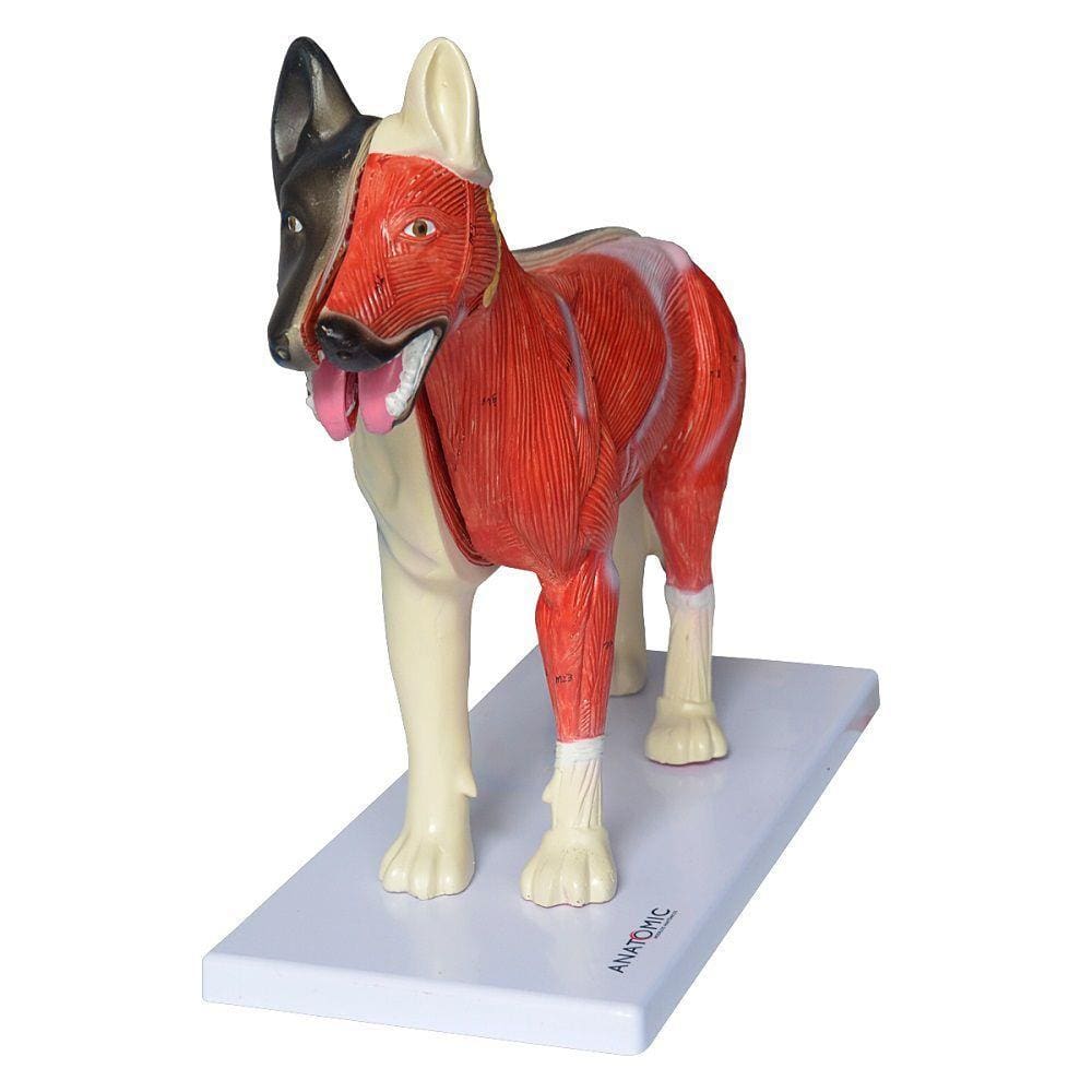 Anatomia do Cachorro