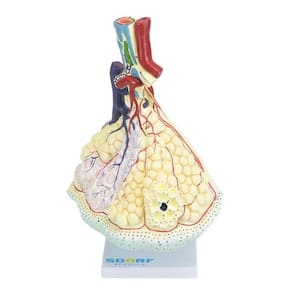 Alvéolo Pulmonar