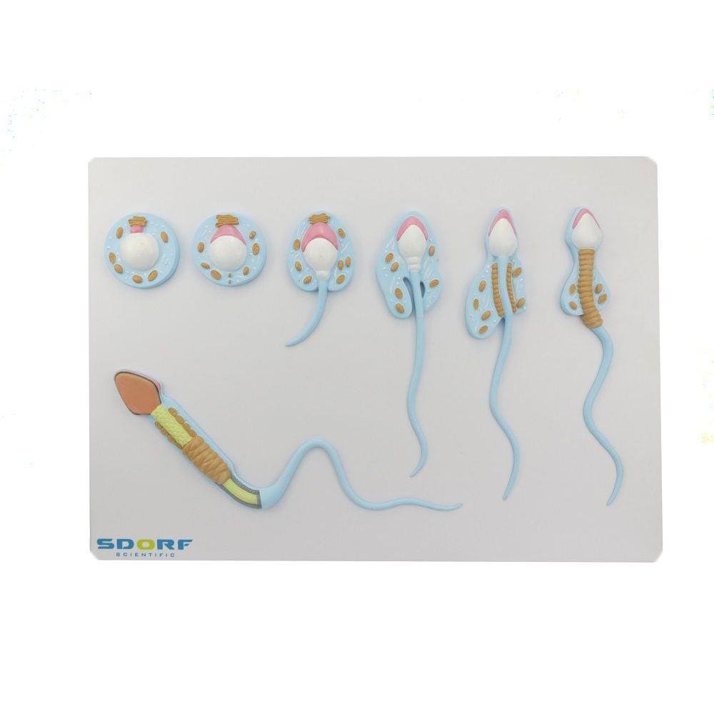  Espermatozoide em Formação