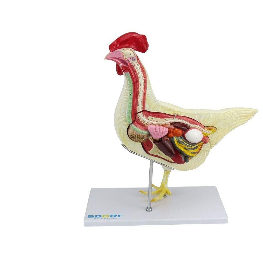 Anatomia da Galinha em 6 Partes