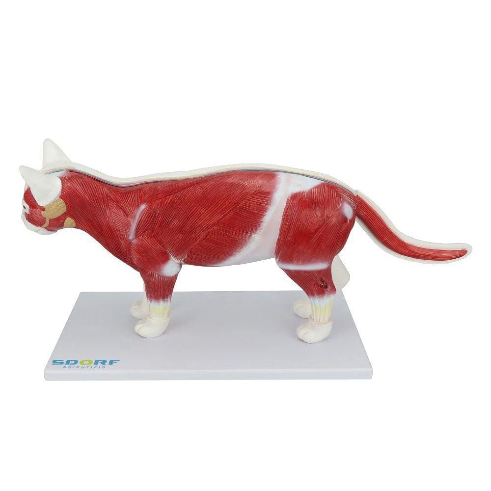 Anatomia do Gato em 12 Partes