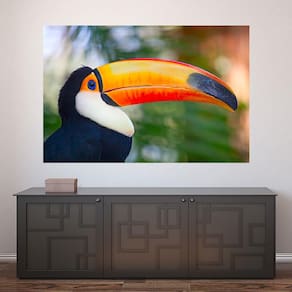 Painel Adesivo de Parede - Tucano - Animais - 1674pnm