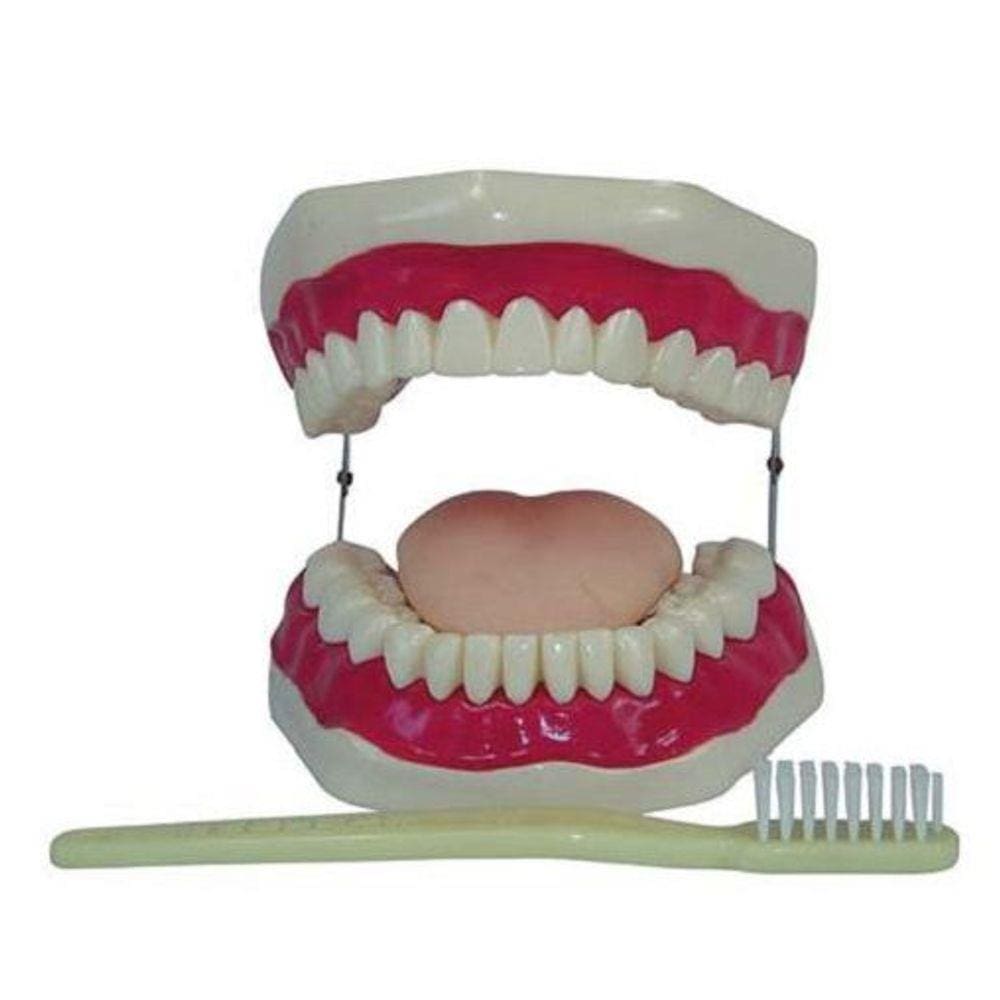  Boca Com Arcada Dentária, Língua e Escova 