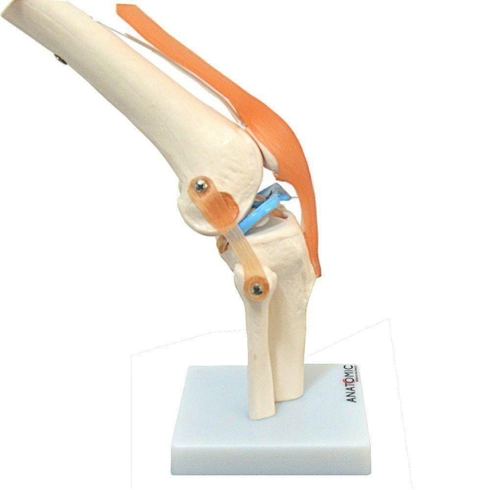 Articulação do Joelho com Ligamentos Esqueleto Anatomic
