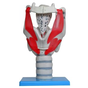 Laringe Funcional 3,5 X O Tamanho Natural, Anatomia