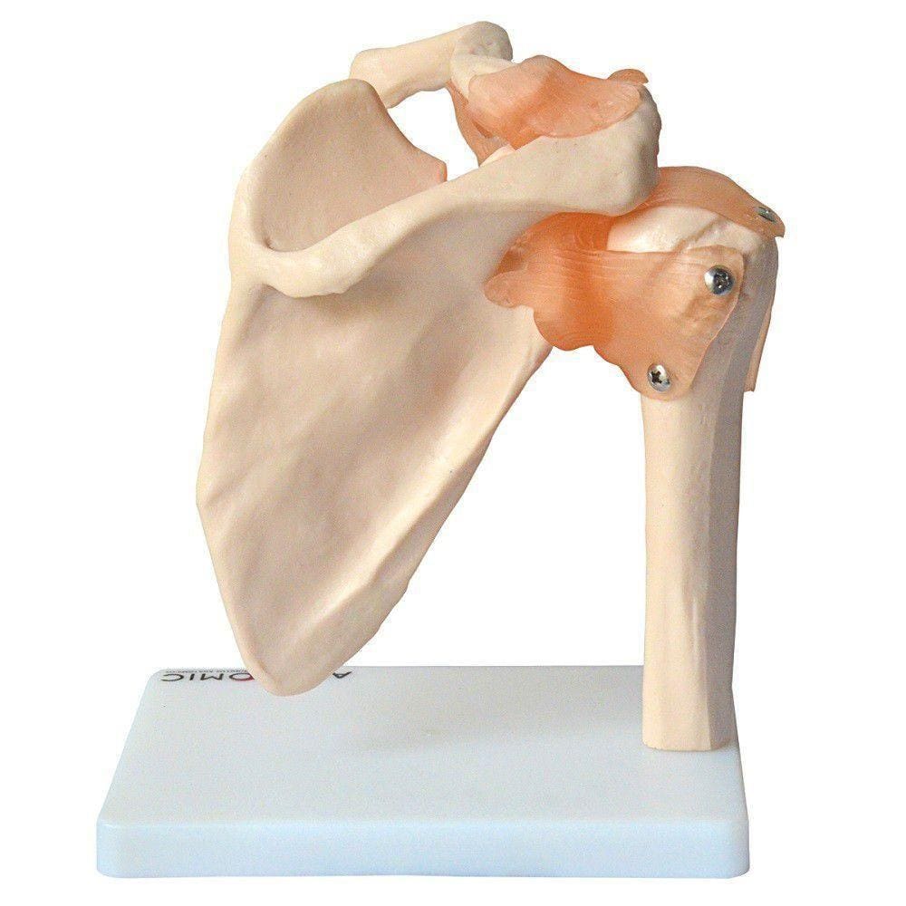 Articulação do Ombro com Ligamentos Esqueleto Anatomic