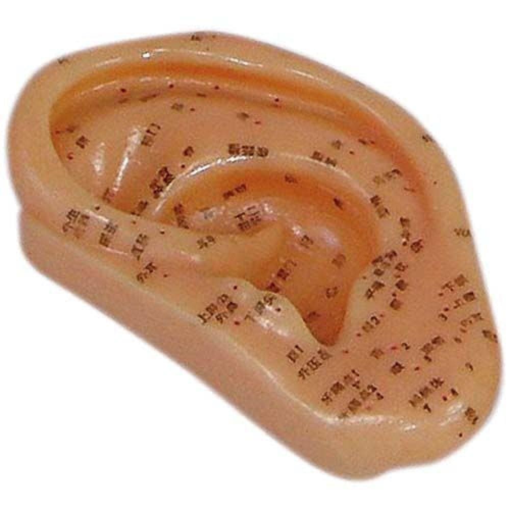 Acupuntura de Orelha 13cm Anatomic