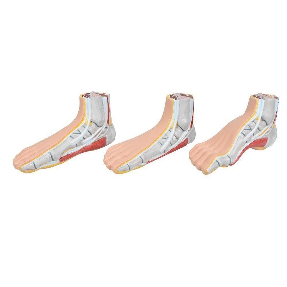 Pés Normal Chato Curvo