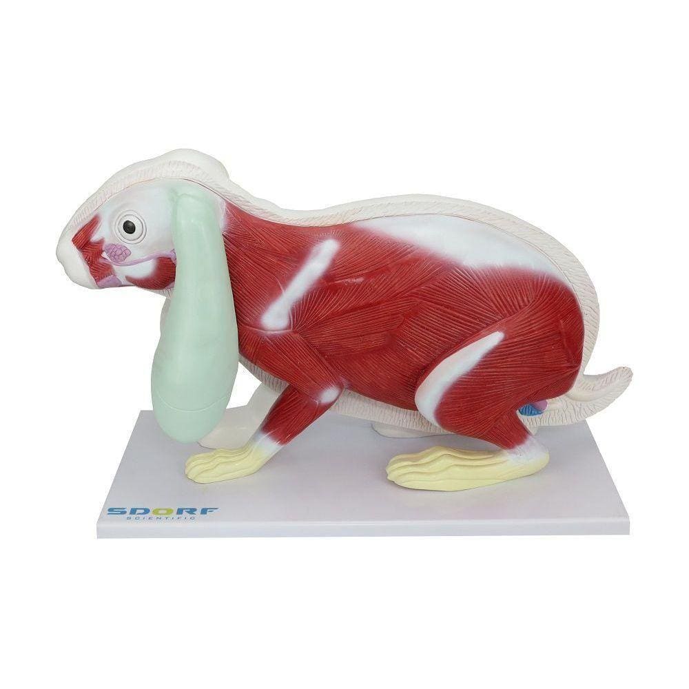 Anatomia do Coelho em 9 Partes