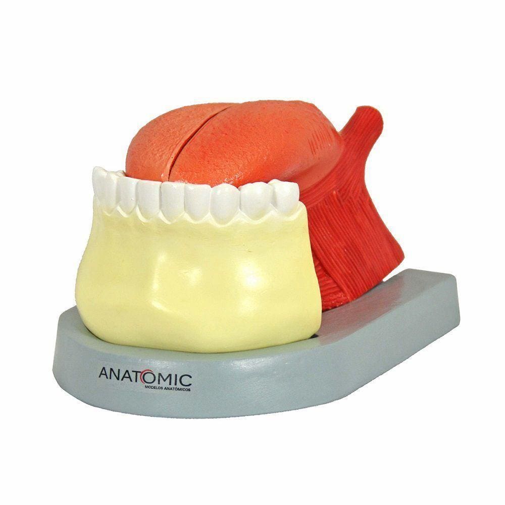 Língua Ampliada Em 3 Partes