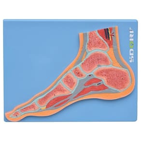 Secção Mediana Da Articulação Do Pé, Anatomia