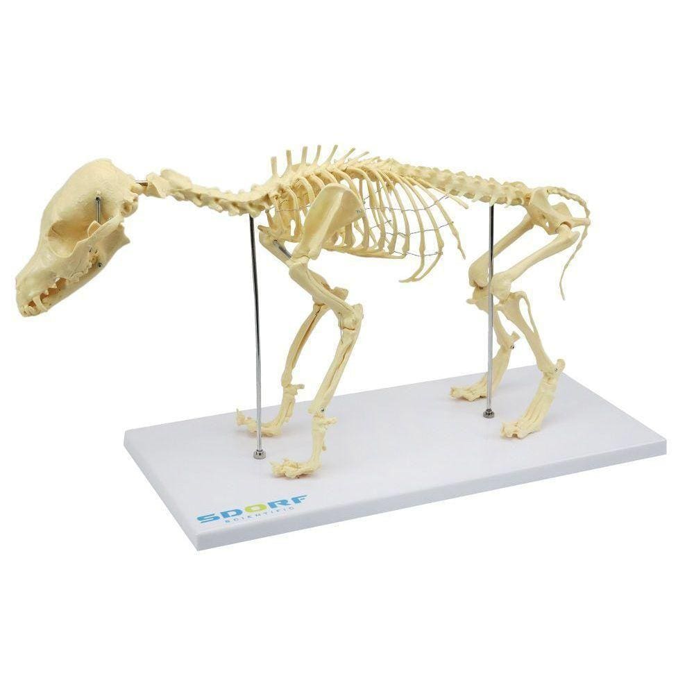 Esqueleto De Cachorro De Porte Pequeno