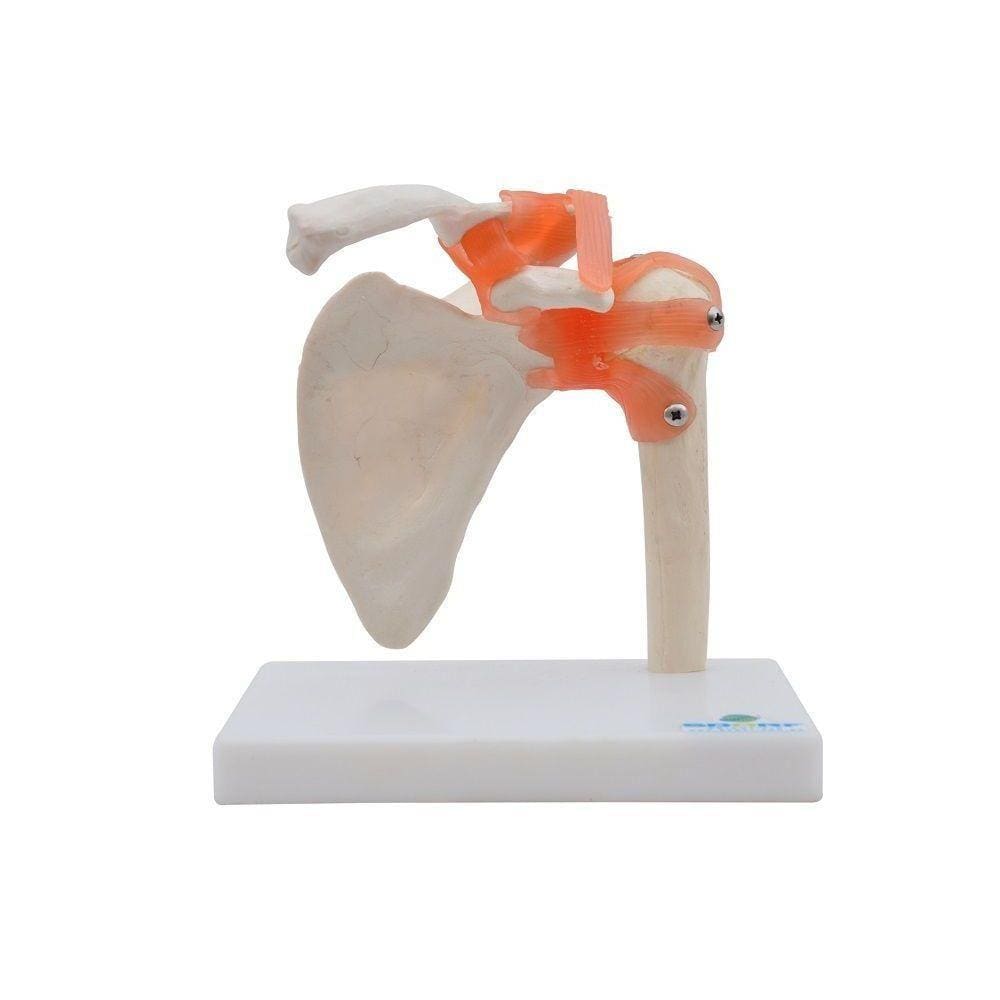 Articulação do Ombro Esqueleto Sdorf