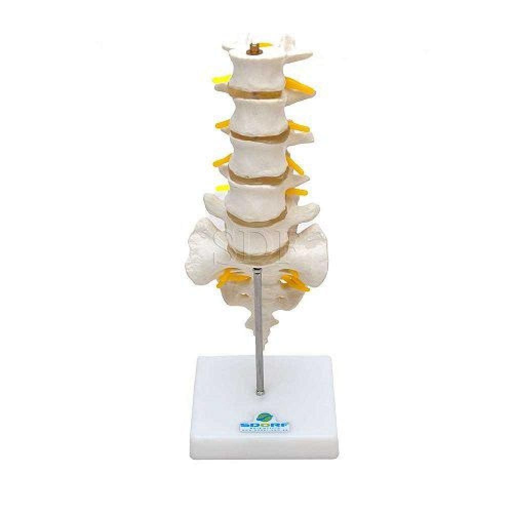 Coluna Lombar Esqueleto Modelo Anatomia