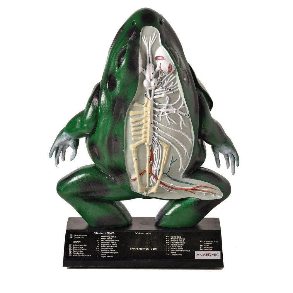 Anatomia do Sapo em Resina Anatomic