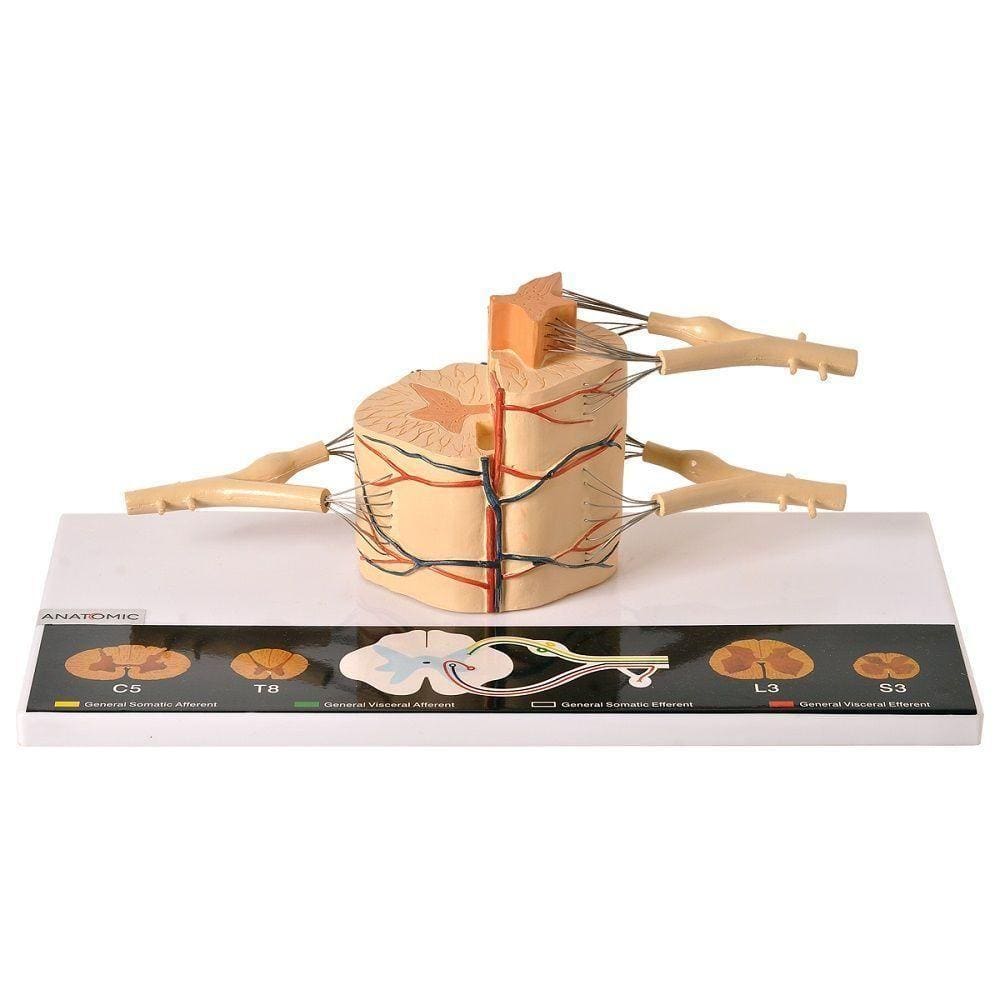 Medula Espinhal Ampliada 6x Anatomia