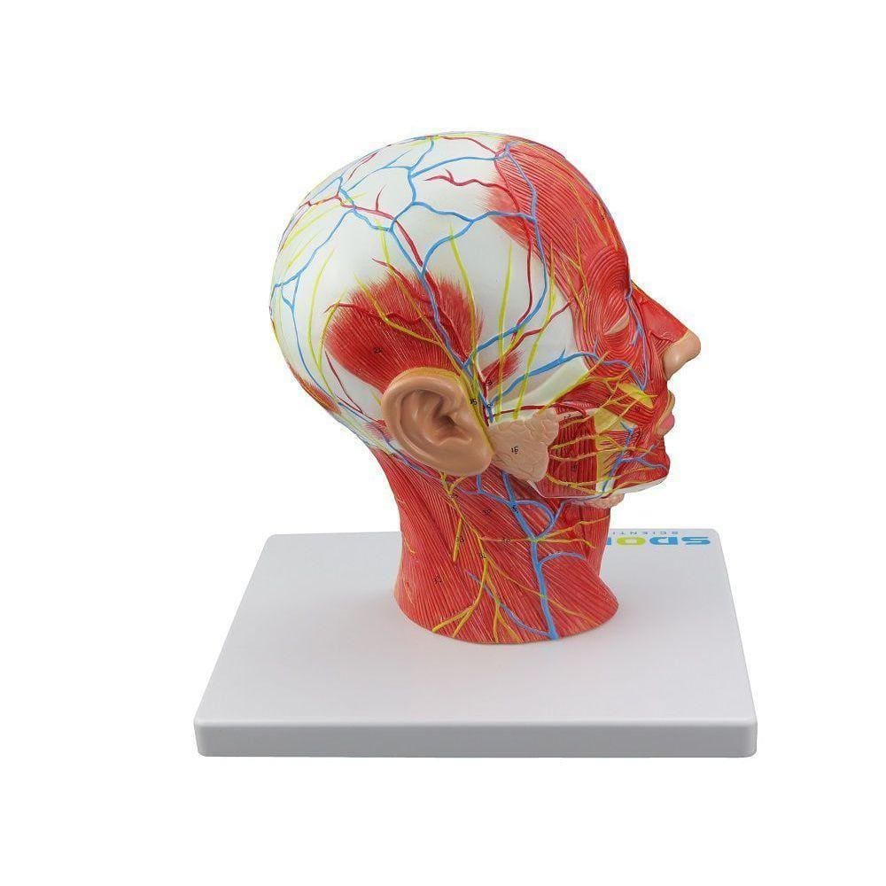 Cabeça Musculada com Corte Sagital Metade
