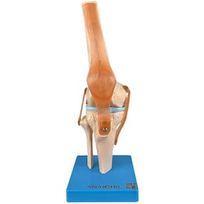 Articulação do Joelho c/ Ligamentos Esqueleto