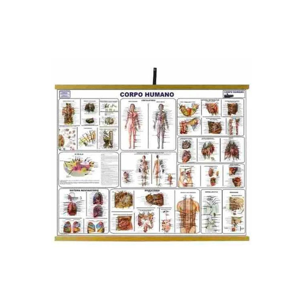 Mapas Educativos - Corpo Humano 900x1200mm