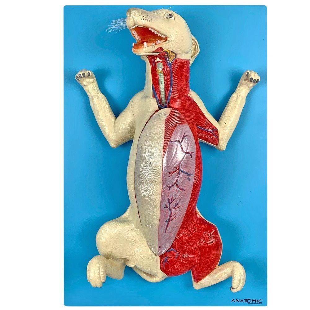 Anatomia do Cachorro em Placa