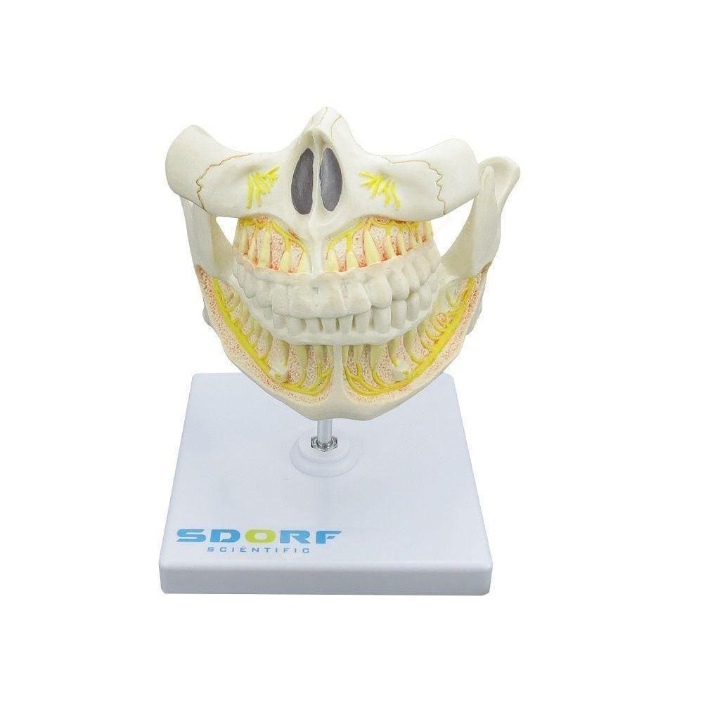 Dentição Adulta Em Tamanho Real