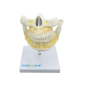 Dentição Adulta Em Tamanho Real