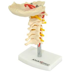 Coluna Vertebral Cervical Em Tamanho Natural