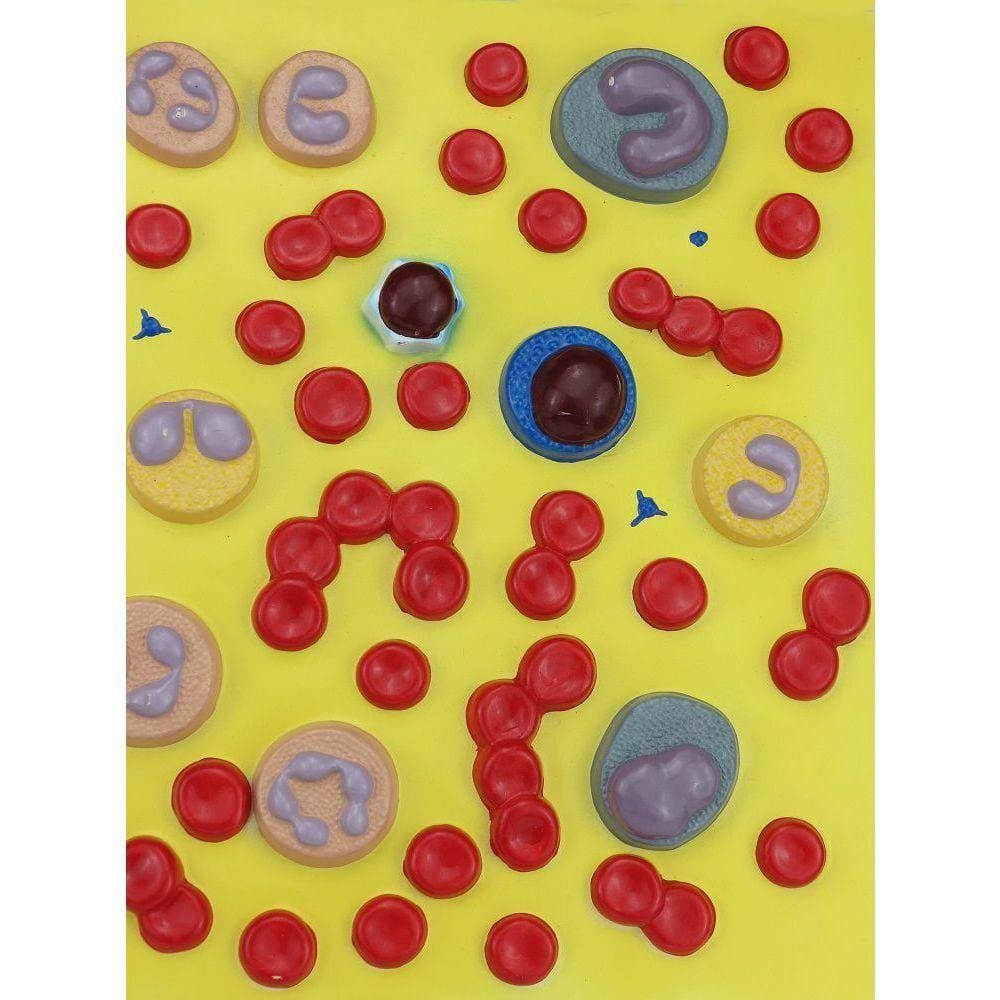 Células Sanguíneas Ampliado Em Aproximadamente 2 Mil Vezes