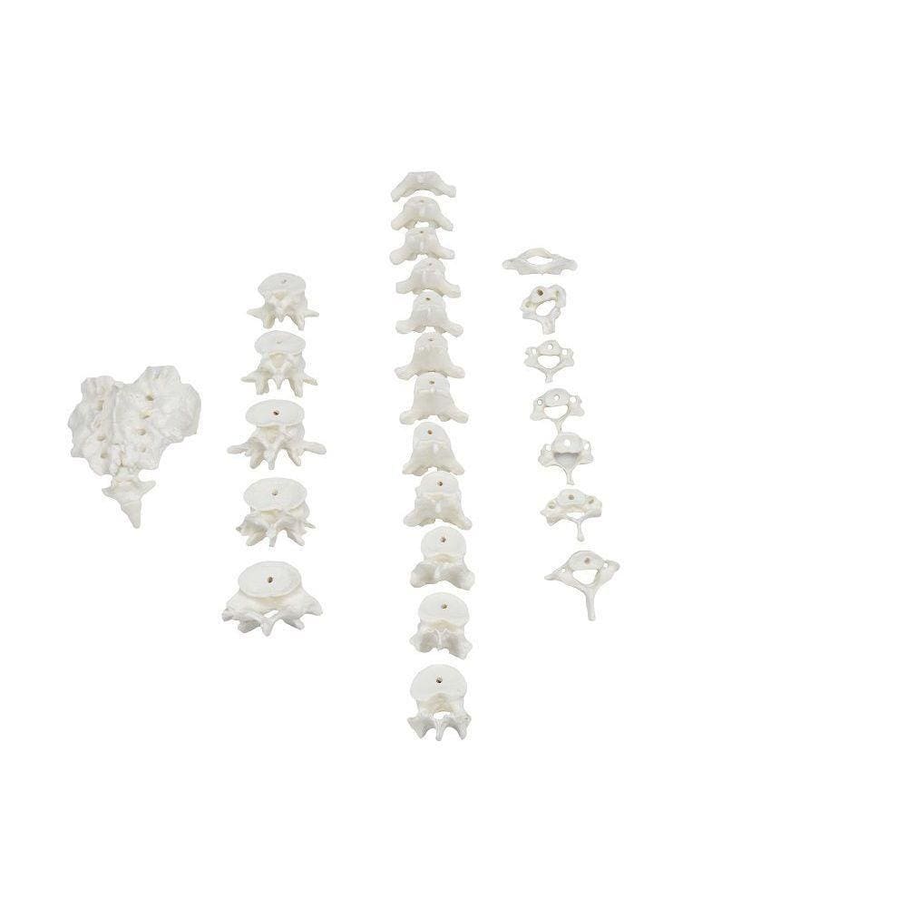 Coluna Desarticulada Em Tamanho Real