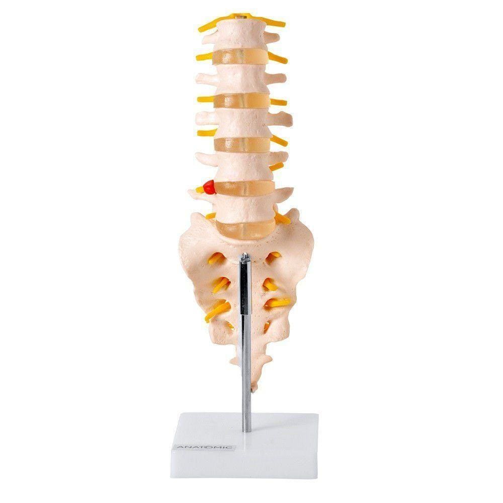 Coluna Vertebral Lombar Esqueleto Anatomia