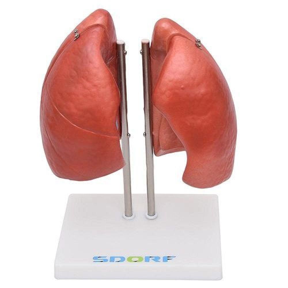 Pulmão Segmentado Humano 4 Partes Anatomia