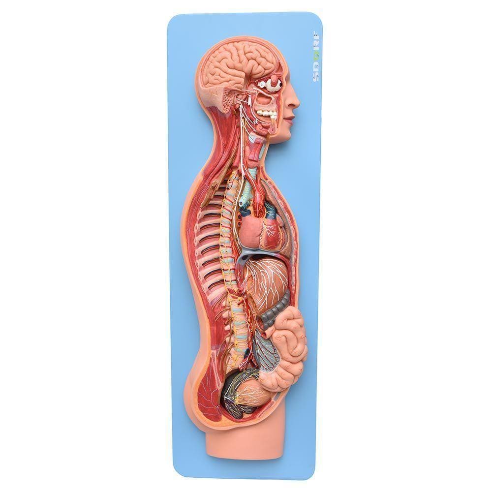 Sistema Nervoso Simpático e Parassimpático Modelo Anatomia