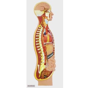 Sistema Nervoso Simpático em Prancha Modelo Anatomia