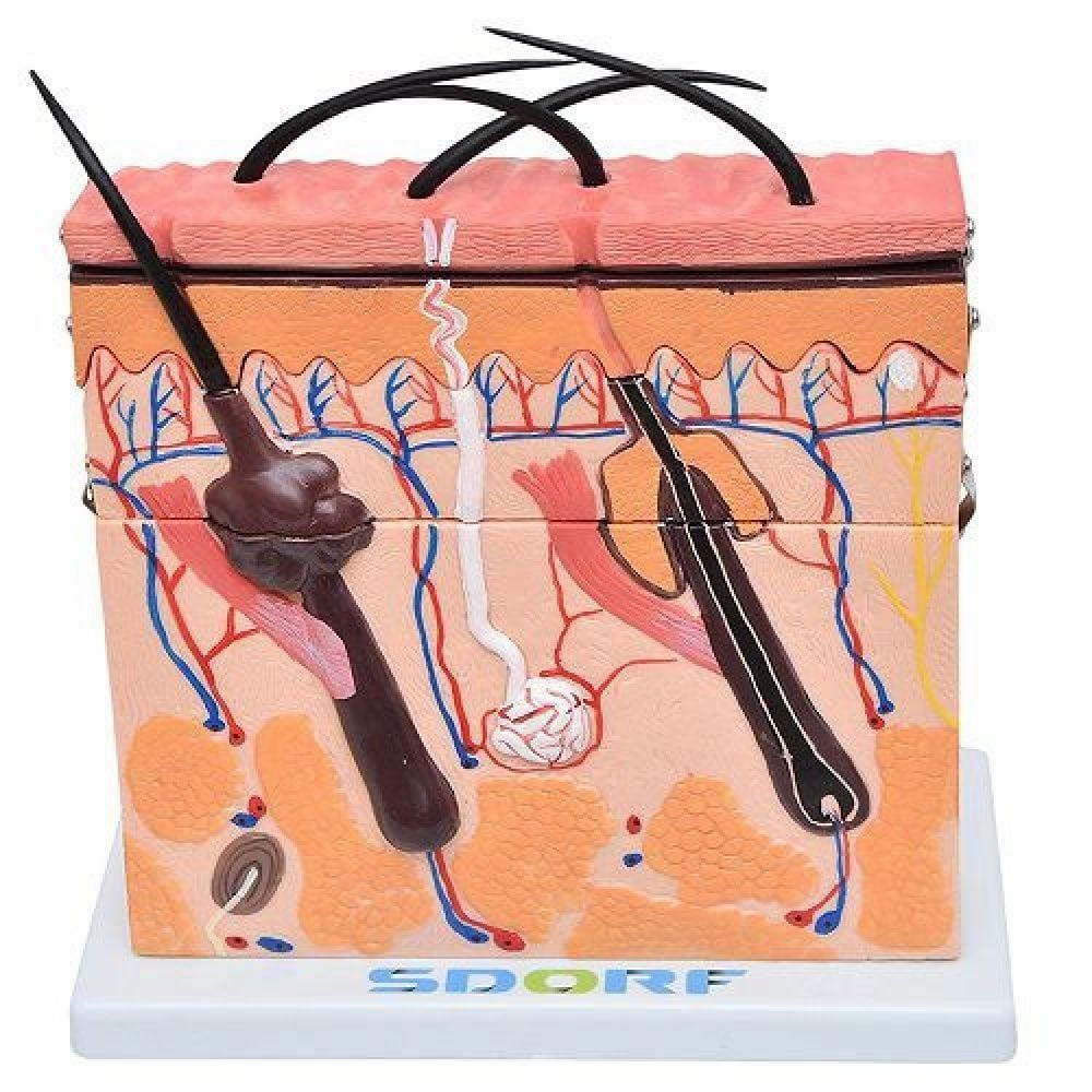 Corte de Pele em Camada Anatomia