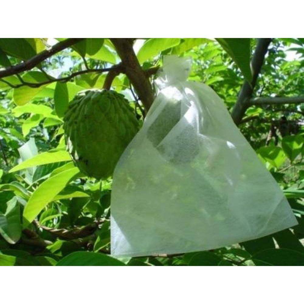 Sacos de Proteção para Frutas no Pé