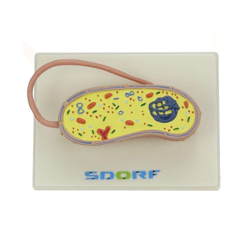 Modelo De Bactéria Representando Uma Célula Procariótica