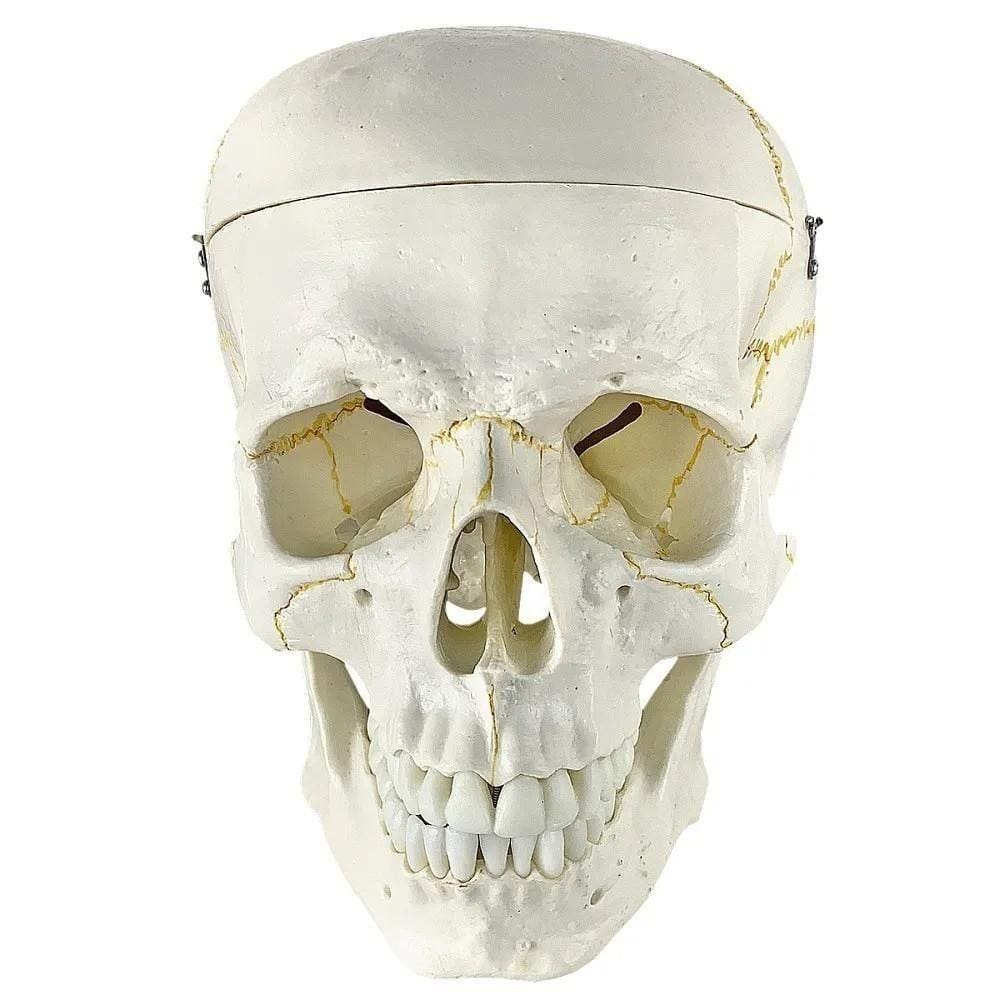 Crânio Humano Em 2 Partes