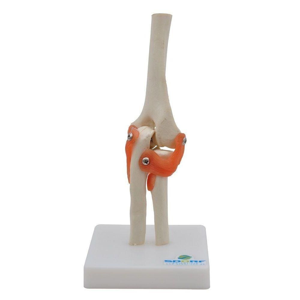 Articulação Do Cotovelo Esqueleto