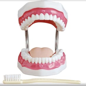 Arcada Dentaria com Escova de Dente Gigante