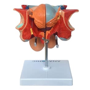 Órgão Genital Masculino Divido em 4 Partes Modelo Anatomia