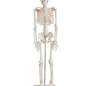 Esqueleto Humano Articulado De 85 Cm De Altura Com Suporte