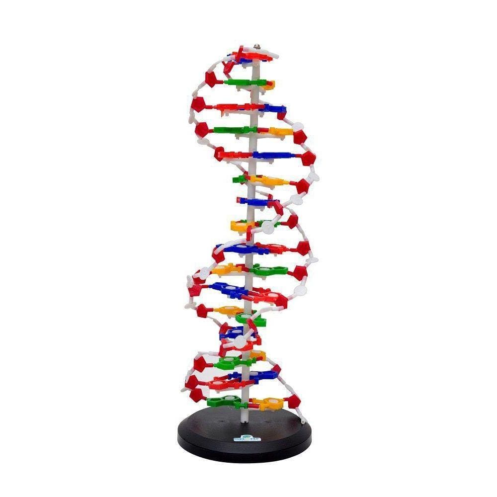 Dupla Hélice De D.N.A, Anatomia