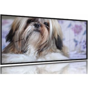 Quadros Decorativos Cachorro Shih-tzu 130x60 Moldura Preta 2x2