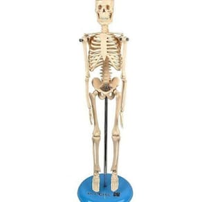 Esqueleto Humano 45 Cm Altura Articulado, Anatomia