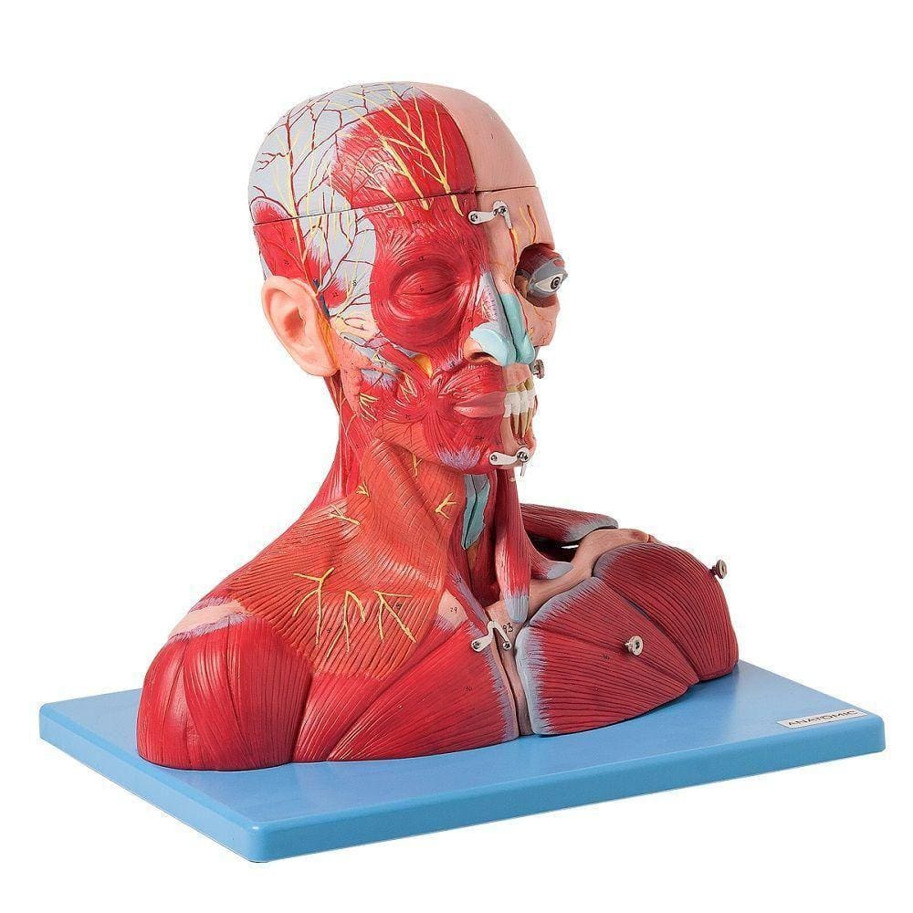 Cabeça e Pescoço Musculoso Vasos Nervos e Cérebro 19 Partes