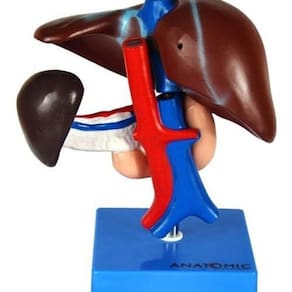 Figado, Vesícula Biliar, Pâncreas E Duodeno, Anatomia