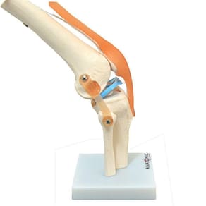 Articulação Do Joelho Com Ligamentos Esqueleto Anatomia