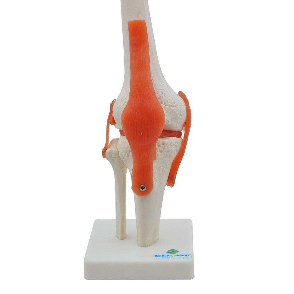 Articulação Do Joelho Esqueleto